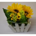 Sunflowers in White Curved Picket Fence Pot 