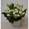 White Daisies in Square Wooden Pot